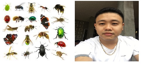 Từ vựng tiếng Trung về côn trùng
