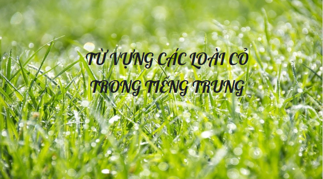 TỪ VỰNG CÁC LOÀI CỎ TRONG TIẾNG TRUNG